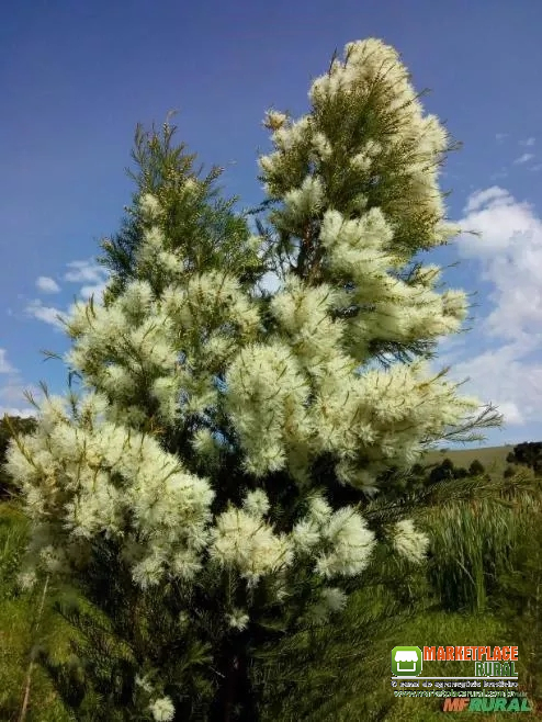 Óleo Essencial de Melaleuca (Tea Tree) Orgânica Certificada