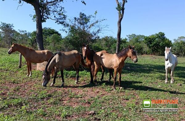 Cavalos éguas e potros