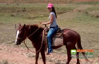 Cavalo iniciado doma