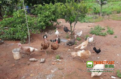 Ovos De Perú Galados Dúzia