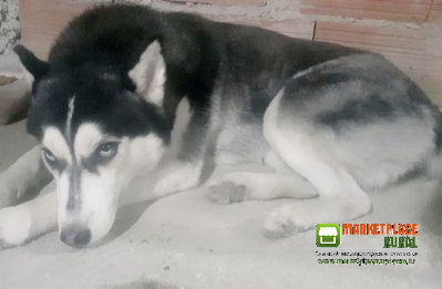 Husky Siberiana 2 Anos (Femea)