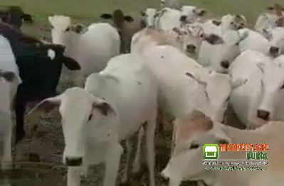 300 Bezerros Em Itapuranga De 10 A 12 Meses