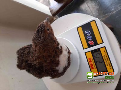 Codornão Aves e Ovos Galados
