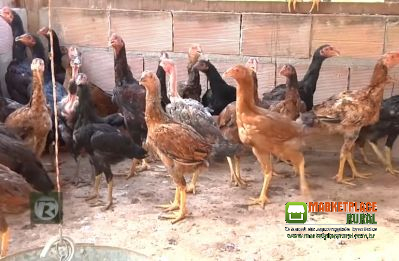 Frango Caipirão Índio Gigante E Pedrez