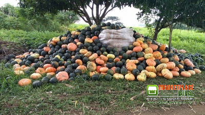 Abobora Cabotia E Moranga