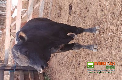 Touro Angus
