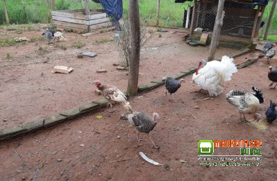 Ovos De Perú Galados Dúzia