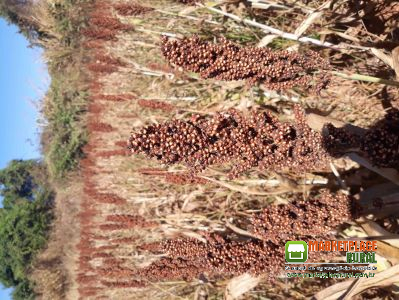 Sorgo Padrão 20.000 SCS