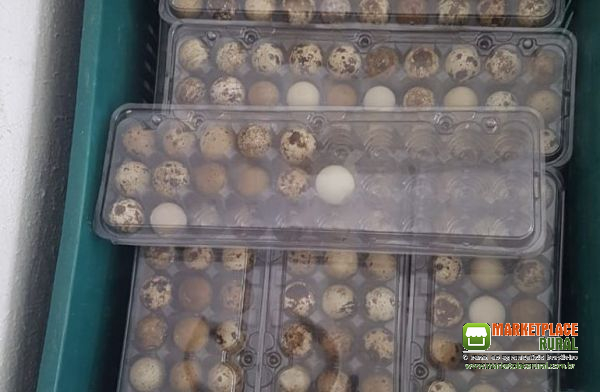 Preciso de 2000 Caixas De Ovos De Codorna