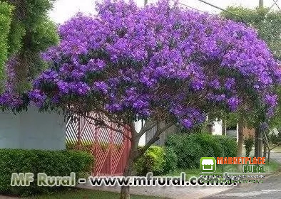 Árvores para calçada