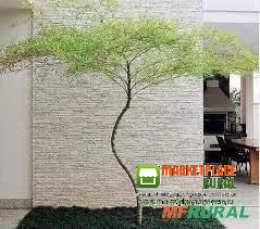 Mudas de bambu Mossô Torto