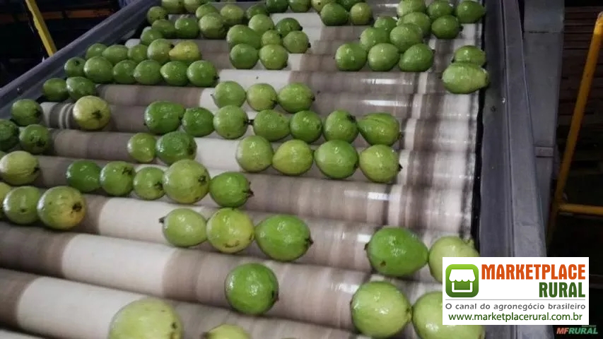 MÁQUINA PARA BENEFICIAMENTO E CLASSIFICAÇÃO DE GOIABA