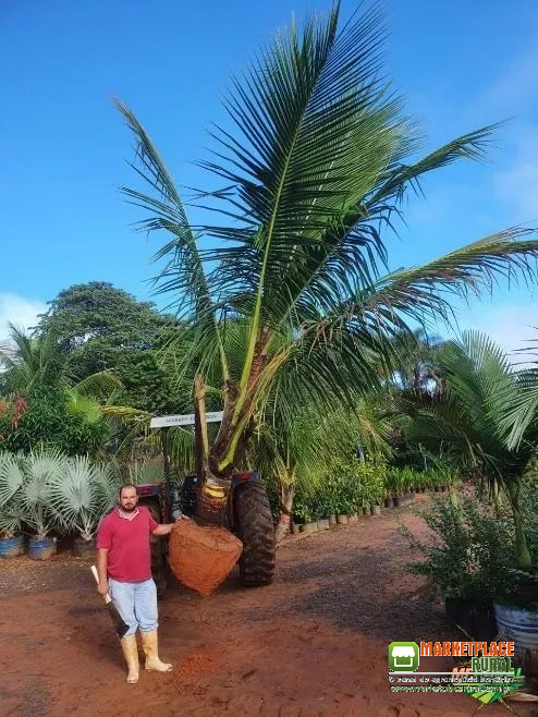 Mudas de Coco Anão 5 METROS