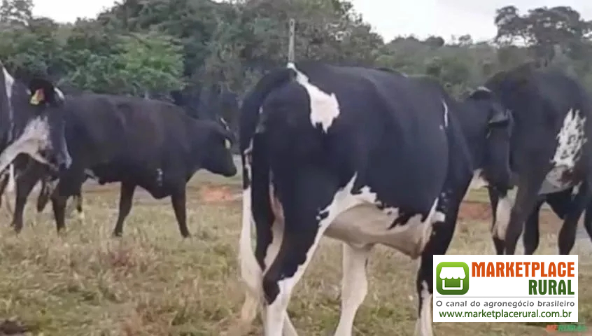 Venda de 20 novilhas girolando prenhes de 5 a 6 meses em Mariiia-SP