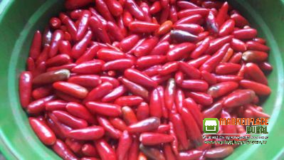 pimenta. Malagueta