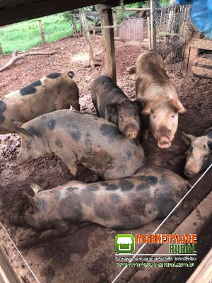 LEITAO CAIPIRA DESMAMADO 45-60 DIAS