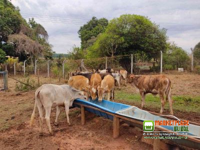 19 Bezerras Cruzamento Industrial