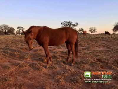 Moon Whiz (Devidamente registrada ABQM)