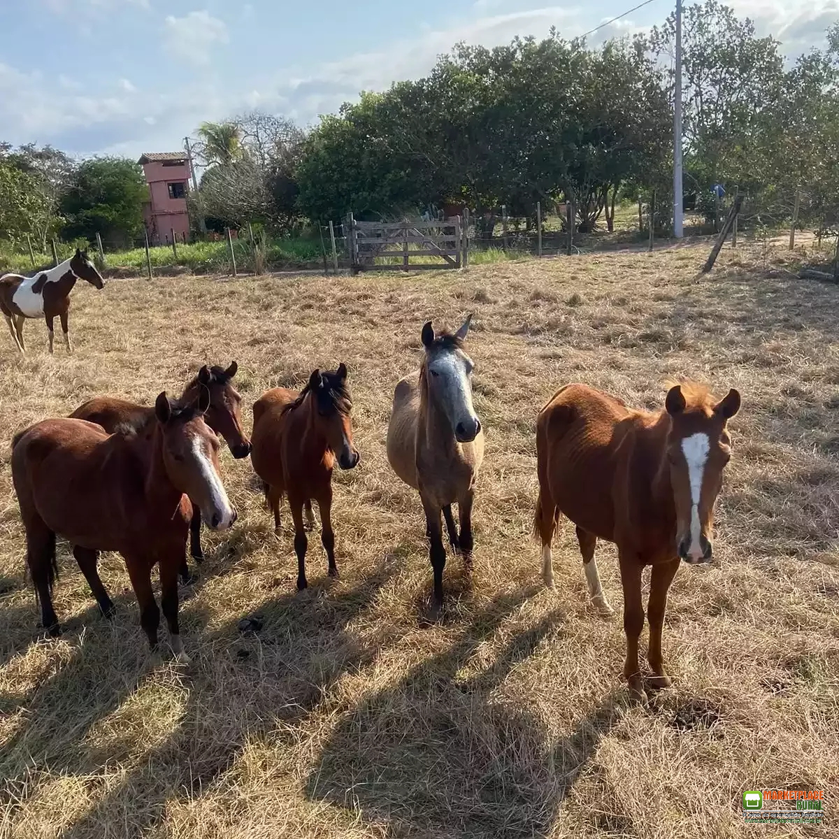 Éguas e Potros Mangalarga Marchador
