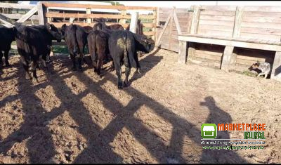 Terneiros Aberdeen Angus