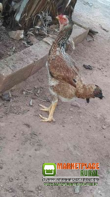 Ovos De Índio Gigante