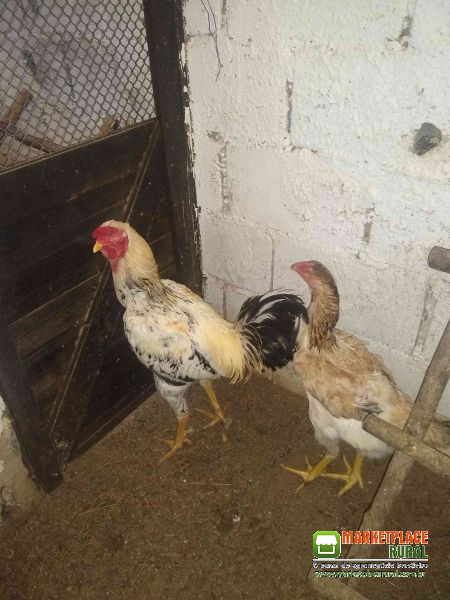 Galinha E Galo Índio Gigante