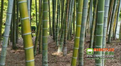 Cavaco De Bambu Biomassa