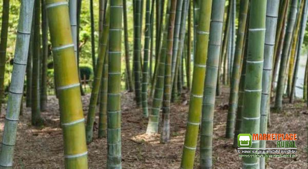 Cavaco De Bambu Biomassa