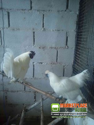 Galinha E Galo Sedosa