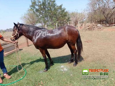 Égua Boa No Campo