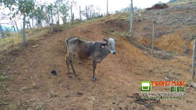 Bezerros E Uma Vaca