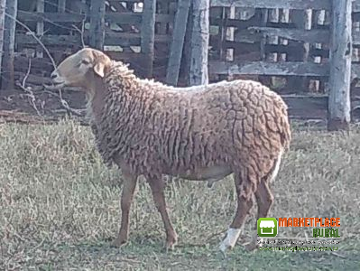 Carneiro