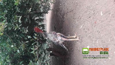 Frango Indio Gigante Com Japones