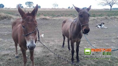 Vendo uma mula e um burro de cela