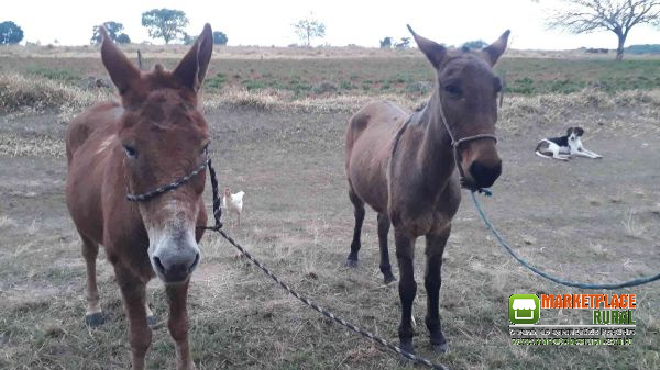 Vendo uma mula e um burro de cela