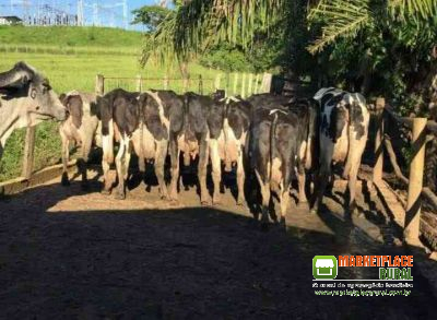 Gado de Leite