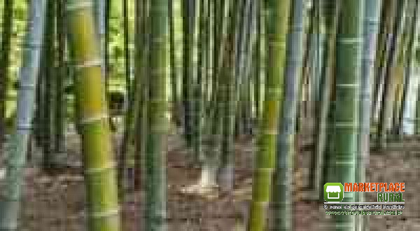 Cavaco De Bambu Biomassa
