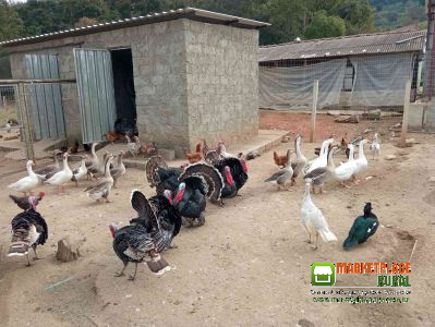 Aves Variadas