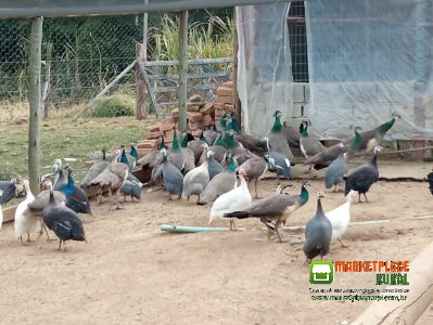Aves Variadas