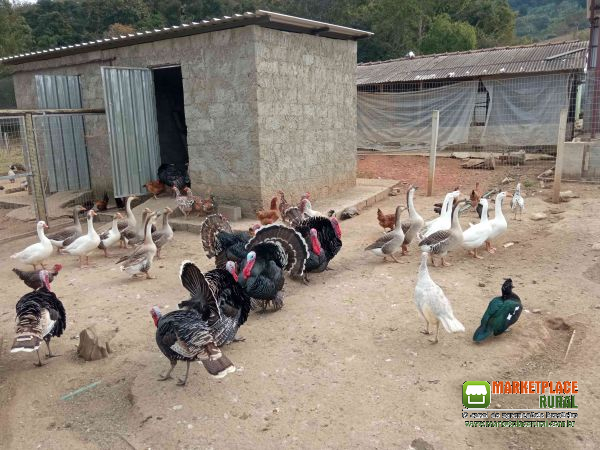 Aves Variadas