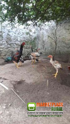 Casal De Galinha Cocker