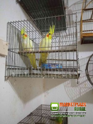Aves Dos Amigos