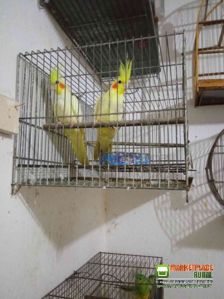 Aves Dos Amigos