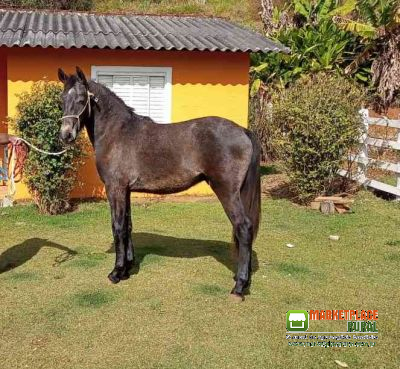 Potro Highlander A Venda