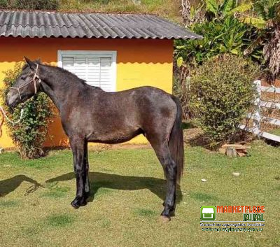 Potro Highlander A Venda