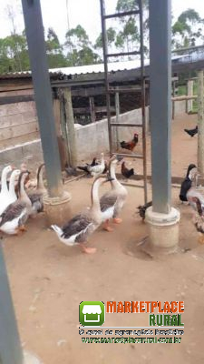 Aves Dos Amigos
