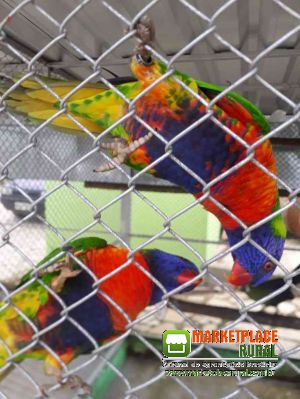 Aves Dos Amigos