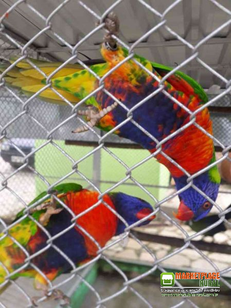 Aves Dos Amigos