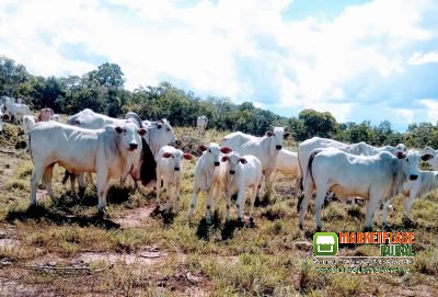 Vaca Parida