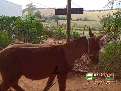 Burro